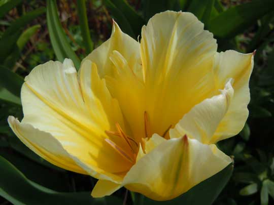 front garden tulip